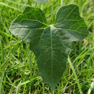  Leaf